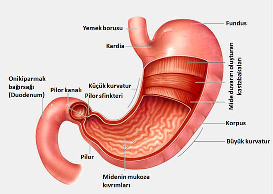 Kronik Atrofik Gastrit
